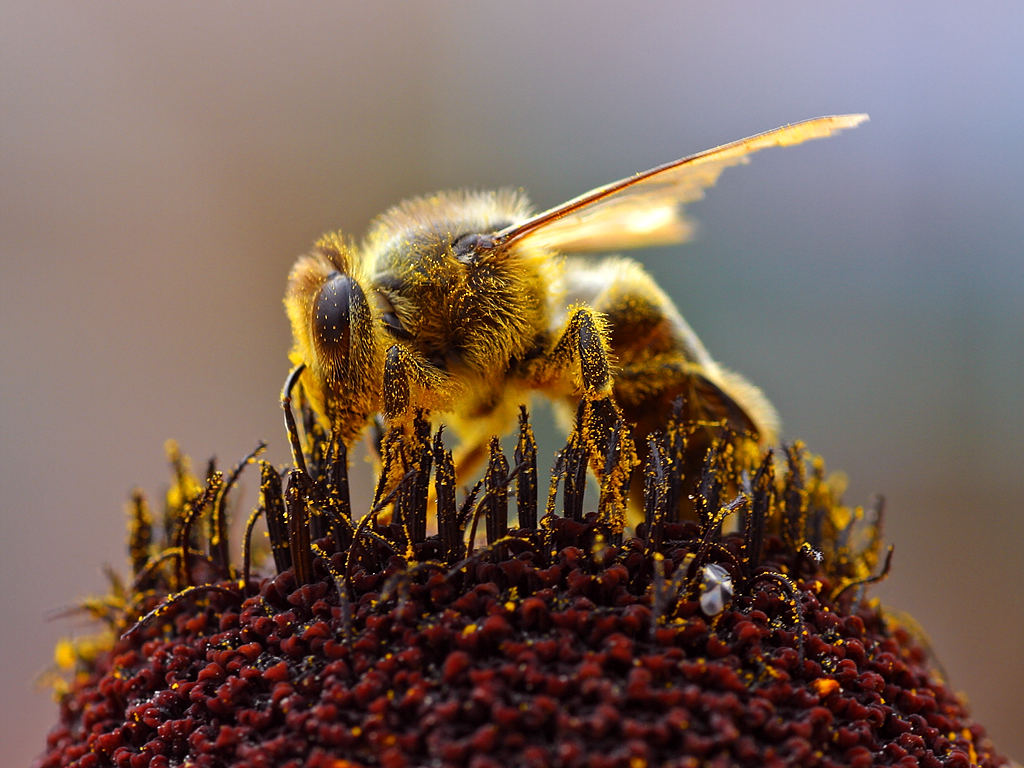 A méhek hathatós védelmét szorgalmazza a Greenpeace Magyarország