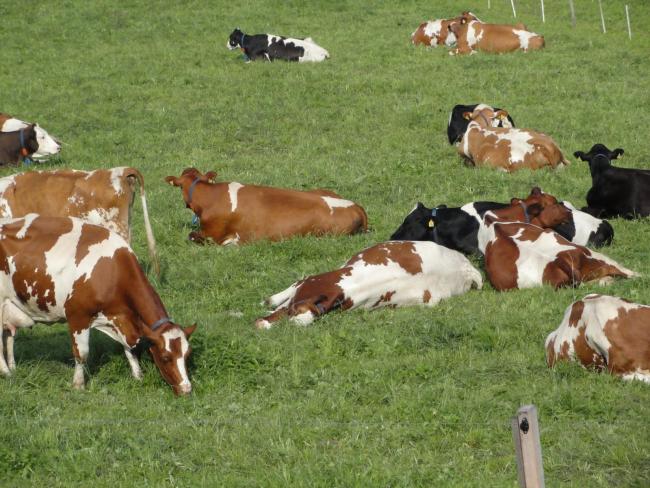 A mikotoxinok hatásának újraértékelése a tehenészetekben