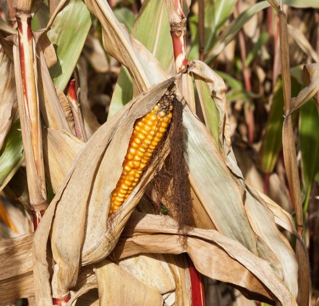 Az aflatoxinok új kockázatot jelentenek az európai kukoricatermésre