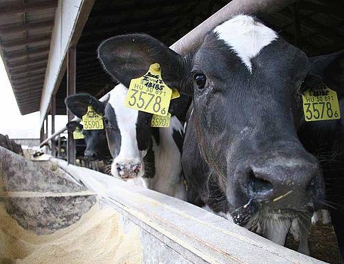 MVH: megindult a nemzeti kiegészítő tejtámogatás folyósítása