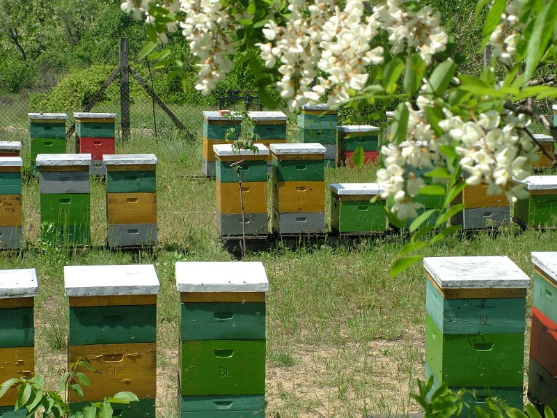 VM: kibővítik a méhek egészségügyi állapotáról folytatott vizsgálatot