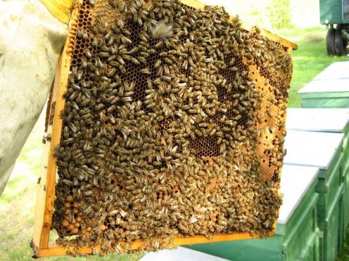 Magyarországon folyamatosan nő a méhcsaládok és a méhészek száma