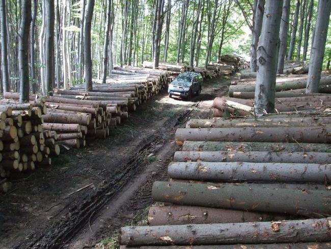 MFB: több mint 80 milliárdos árbevételt értek el tavaly az állami erdőgazdaságok