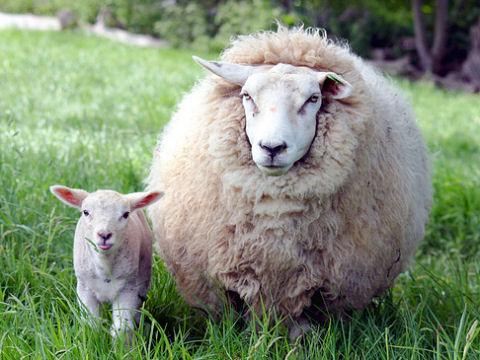 MVH: elindult a juh és kecske támogatások kifizetése