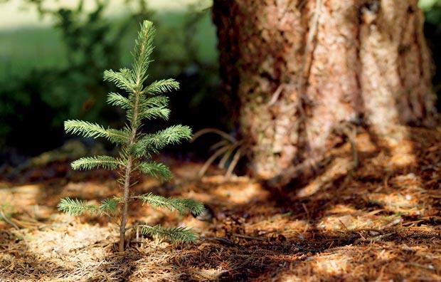 MVH: támogatást kapnak az erdőgazdálkodók