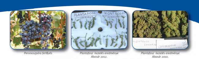 Peronoszpóra fertőzés Plantafosz kezelés eredménye Abasár 2012. Plantafosz kezelés eredménye Abasár 2010.