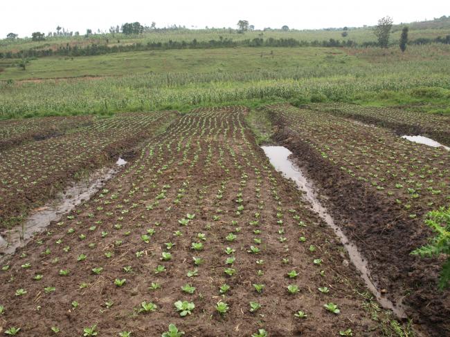 OGY- Egyszerűbbé tennék a mezőgazdasági öntözést talajvízzel