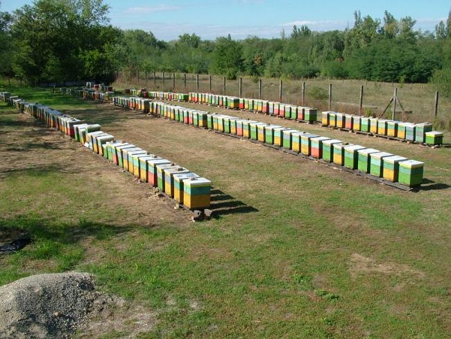 A MVH kifizet több mint 630 millió forint méhészeti támogatást