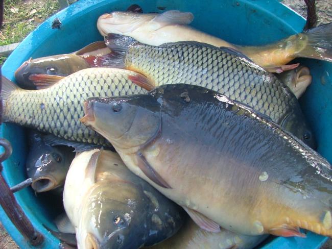 Felértékelődik a Körösök-völgyében a horgászat és a halgazdálkodás