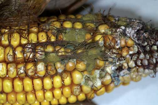 Nébih: kezelhető az aflatoxin-probléma