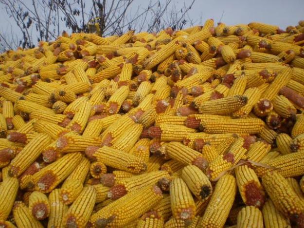 A vártnál jobb lesz a kukoricatermés Békés megyében