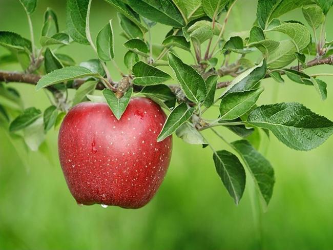 Fazekas: 20 százalékkal növelheti a fogyasztást az almapromóció