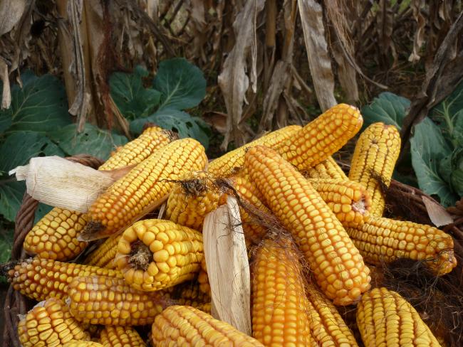 Mintegy 40 százalékkal nőhet idén a kukoricatermés mennyisége