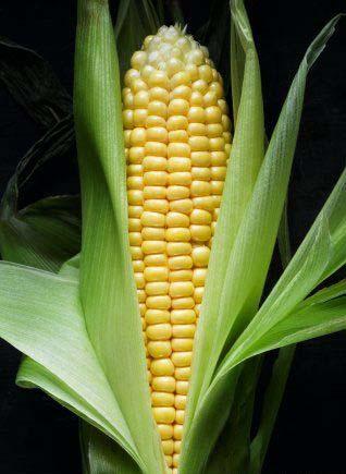 A tagállamok dönthetnek egy génmódosított kukorica engedélyezéséről