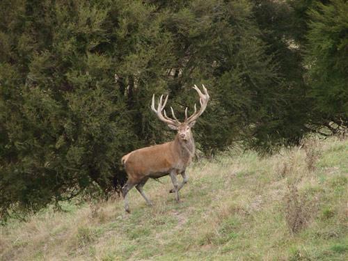 Fazekas Sándor: a vadászatra és erdőkre vonatkozó szabályok folyamatos korrekciót követelnek