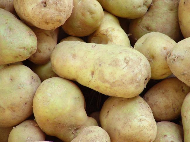 Jelöletlen, import étkezési burgonyát semmisítenek meg Kecskeméten