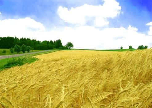 Méltányosabb és környezetbarátabb mezőgazdasági politikára törekszik az EP
