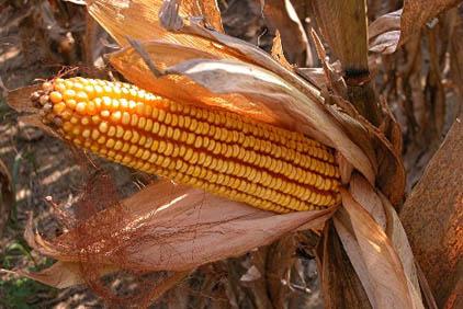 MTSZ: Andor László ne támogassa a GMO-s kukorica termesztését