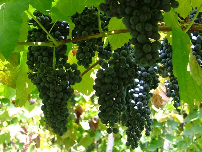 Bőséges szőlőtermést jósoltak a Bországgyűlésen Ópusztaszeren