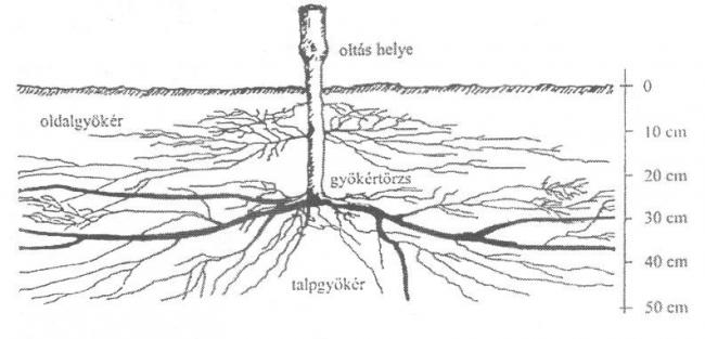 A szőlőtőke gyökérrendszere (Kozma, 1993)