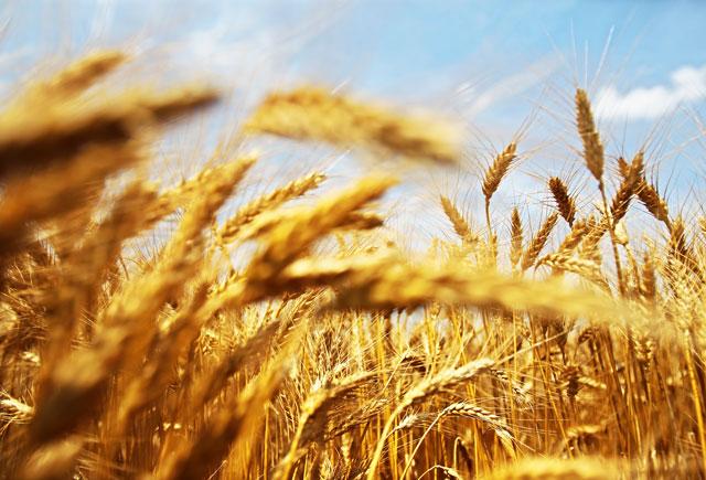 Czerván: a külkereskedelmi aktívum 54 százalékát a mezőgazdaság biztosítja