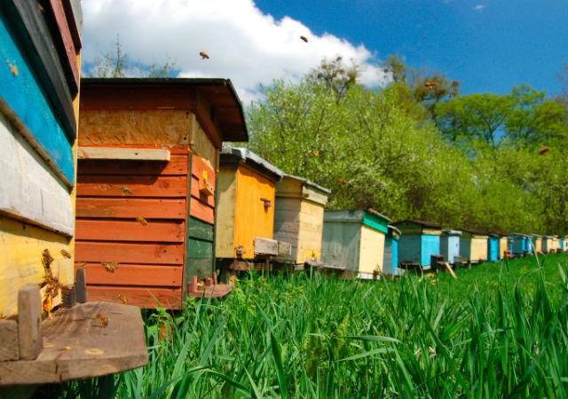 VM: a magyar kormány támogatja az akáccal foglalkozó erdőgazdákat és méhészeket