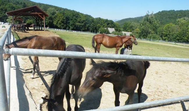 Fazekas: a legnagyobb vidéki lovas beruházás kezdődik Szilvásváradon