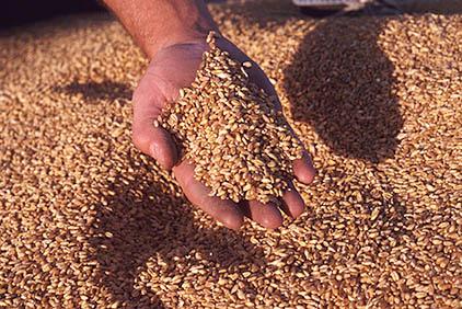 Ötvenmillió tonna gabona vész kárba egy évben Kínában