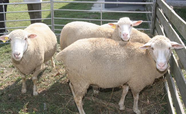 Húsvét - Jobb ára van a magyar báránynak, mint tavaly
