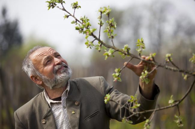 Pórszombat, 2014. április 2. Kovács Gyula pórszombati erdész, a Tündérkert mozgalom egyik kezdeményezője egy virágzó gyümölcsfacsemetét néz Demes-hegyi birtokán 2014. április 2-án. A mozgalom célja, hogy a Kárpát-medence kihalófélben lévő őshonos gyümölcsfáit megmentsék. A férfi többéves munkájának köszönhetően mára több mint kétezer különféle alma-, körte-, szilva-, és barackfacsemete sorakozik a telken. MTI Fotó: Varga György