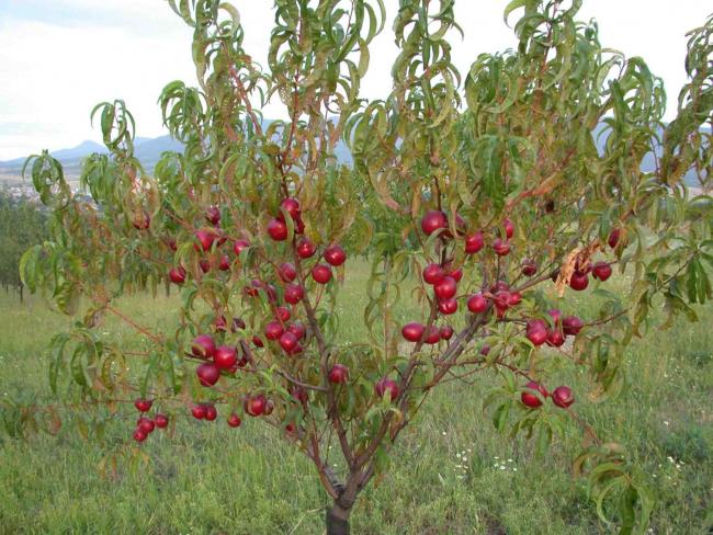 Jó termést ígérnek a gyümölcsösök és szőlőültetvények Bács-Kiskun megyében