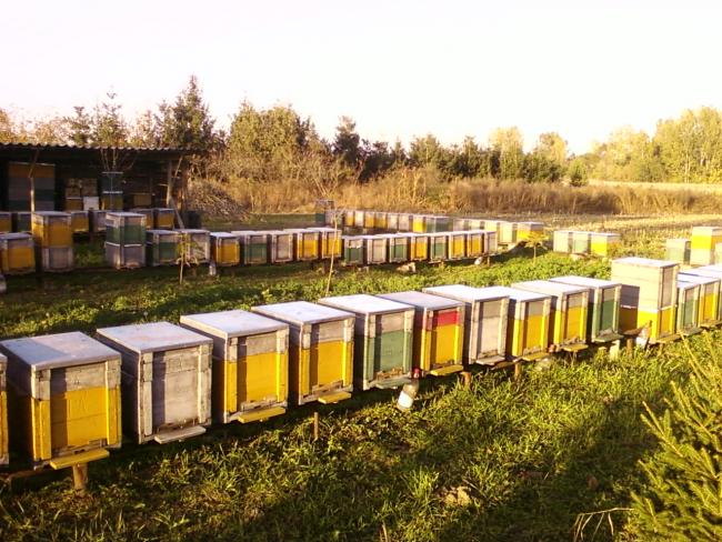Magyarországon 22-25 ezer tonna mézet termelnek évente