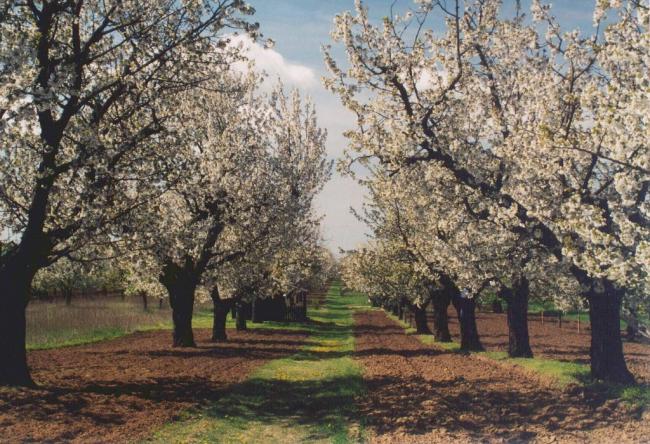 Rekordtermést szüretelhetnek idén az ország cseresznyéskertjében