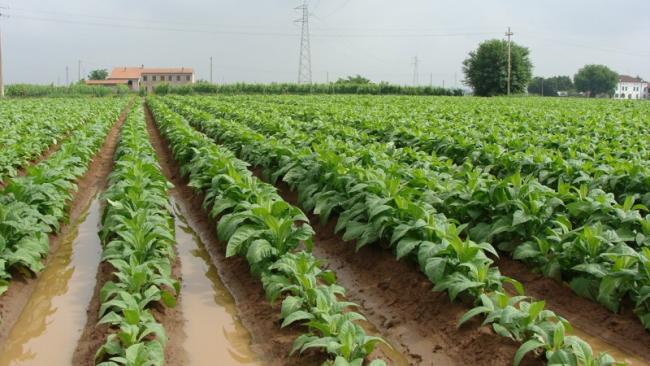 A dohányfelvásárlók 4710 hektár termés átvételére kötöttek szerződést