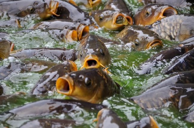 Jelentősen növekszik a magyar halgazdálkodási ágazat fejlesztésére fordítható uniós támogatás