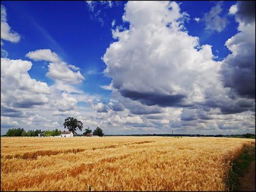 A gabonatáblák közel 80 százalékát aratták le eddig Szabolcsban
