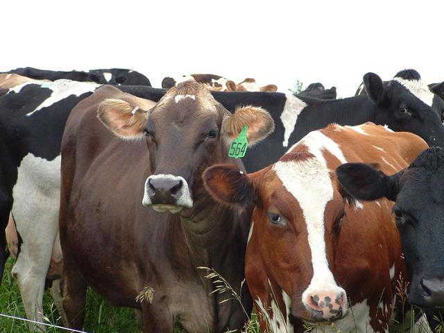 A kormány megvédte a magyar tejtermelők érdekeit Brüsszelben