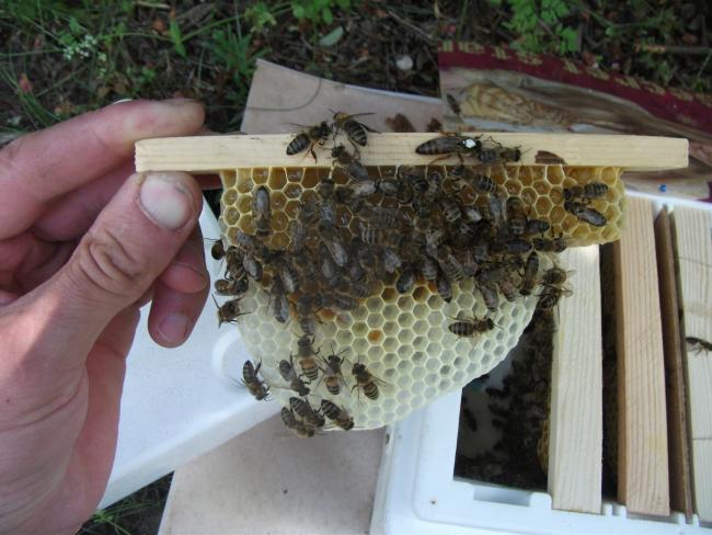 Figyelem! Augusztus 3-ig igényelhető még méhanya támogatás