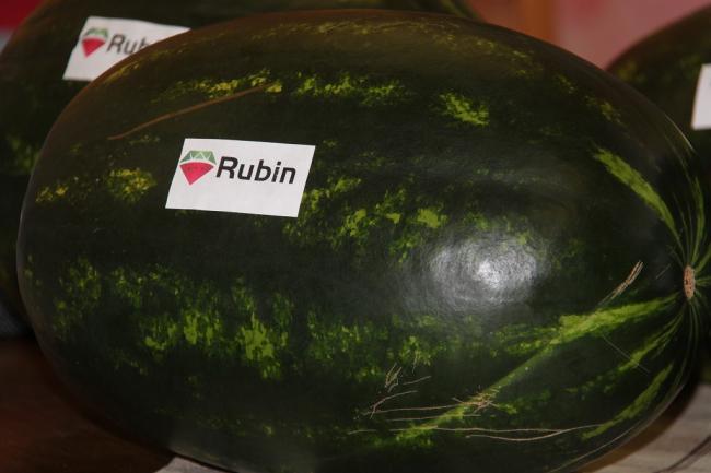 Syngenta RUBIN, az új magyar mélyvörös görögdinnye