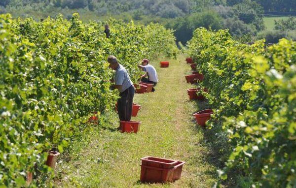 A magyar borászok egyike sem tartja kiválónak az idei termést