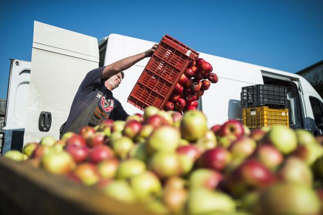 Nagykálló, 2014. október 11. Almatermelő borítja almáját a garatba a Brix-Trade Kft. sűrítménykészítő üzemének telephelyén Nagykállóban 2014. október 11-én. A mai napon kezdte meg az ipari alma felvásárlását a Magyar Nemzeti Kereskedőház (MNKH) Zrt. A túltermelés okozta almapiaci válság enyhítésére indított kereskedőházi programban Vaján, Mátészalkán és Nagykállóban veszik át a termelőktől a gyümölcsöt. MTI Fotó: Balázs Attila