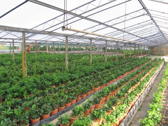 Tavaly a kertészet a mezőgazdasági kibocsátás 15,8 százalékát adta