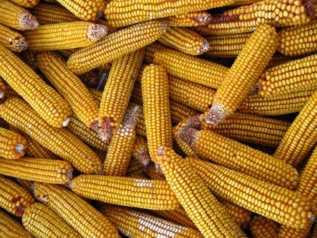 Czerván: a 9 millió tonnát is meghaladhatja a kukoricatermés