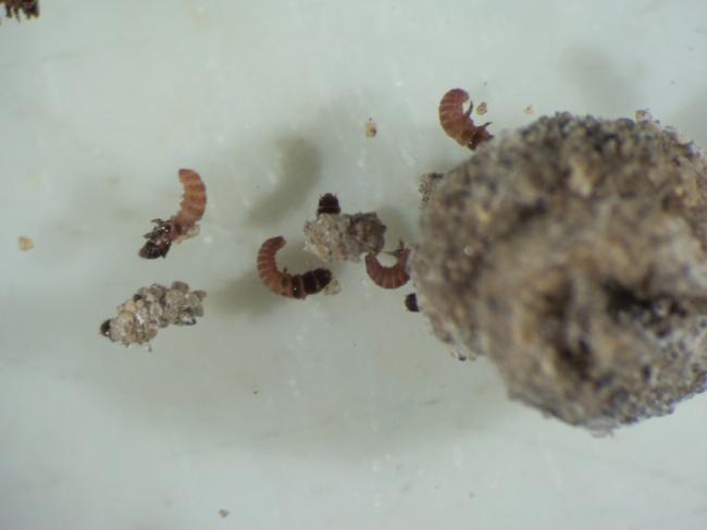 Coleophoridae család-csigaházas zsákhordólmoly 