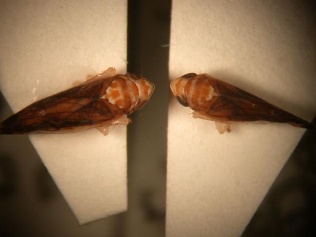 1 kép Scaphoideus titanus nőstény és hím imágó fotó Zsolnai Balázs