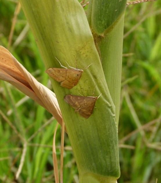 1. ábra: Kukoricamoly (Ostrinia nubilalis) nőstény (felül) és hím (alul) egyede a kukorica levél fonáli oldalán. (fotó: Fejes-Tóth A.)