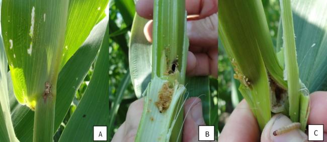 4. ábra balról jobbra: A: a képen a tojásból kikelő lárva levélen okozott hámozgatása látszik; B: a kis lárvák (L_1-L_2) szárba való berágása és ürülékük látszik felvágott kukoricaszárban; C: kifejlett lárva (L_6) a kukorica szárában (fotó: Fejes-Tóth A.) 