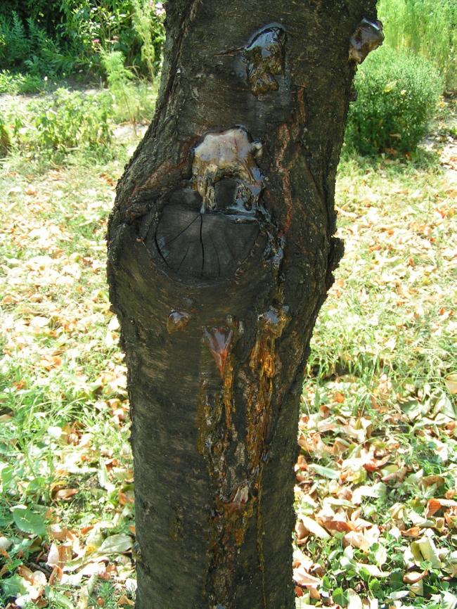 Pseudomonas syringae pv. syringae nyár végi tünete cseresznyén, a fán spontán megjelenik a habos mézga