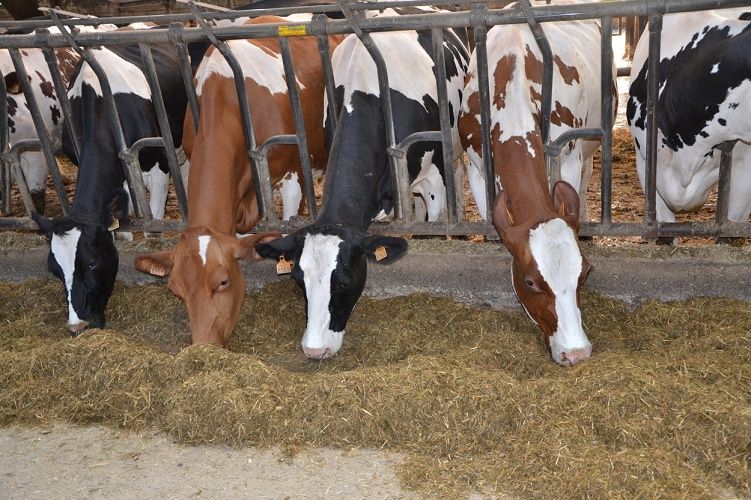 Bendőpufferek szerepe a tejelő szarvasmarhák takarmányozásában