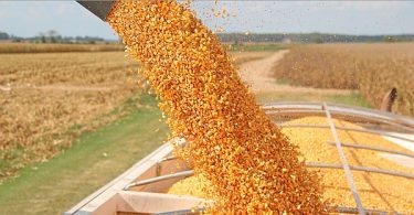 corn-streaming-harvest-2016[1]